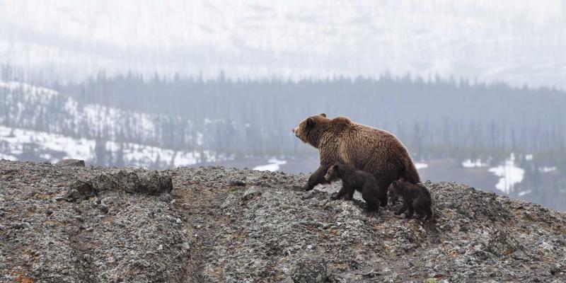 电子元器件71：电路设计中的关键角色与爱迪希特的创新应用